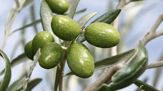 Oliva